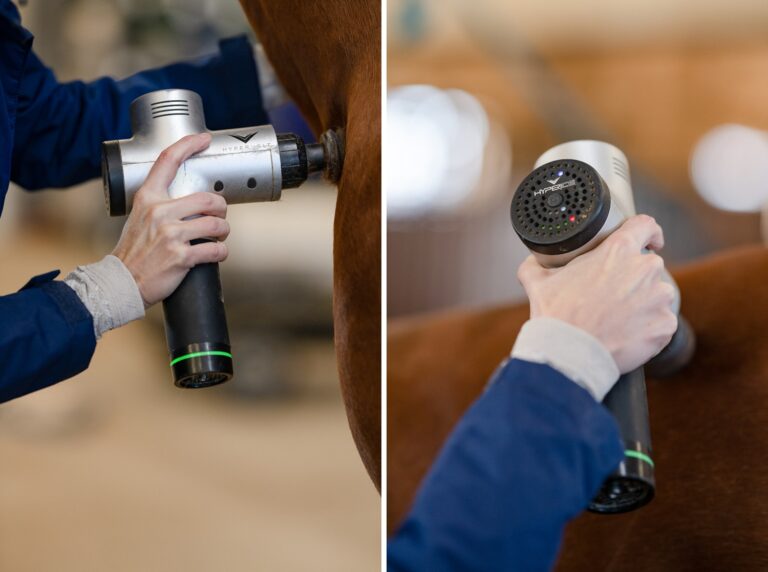 Equine Sports Medicine and Rehabilitation Kirstie Marie Photography